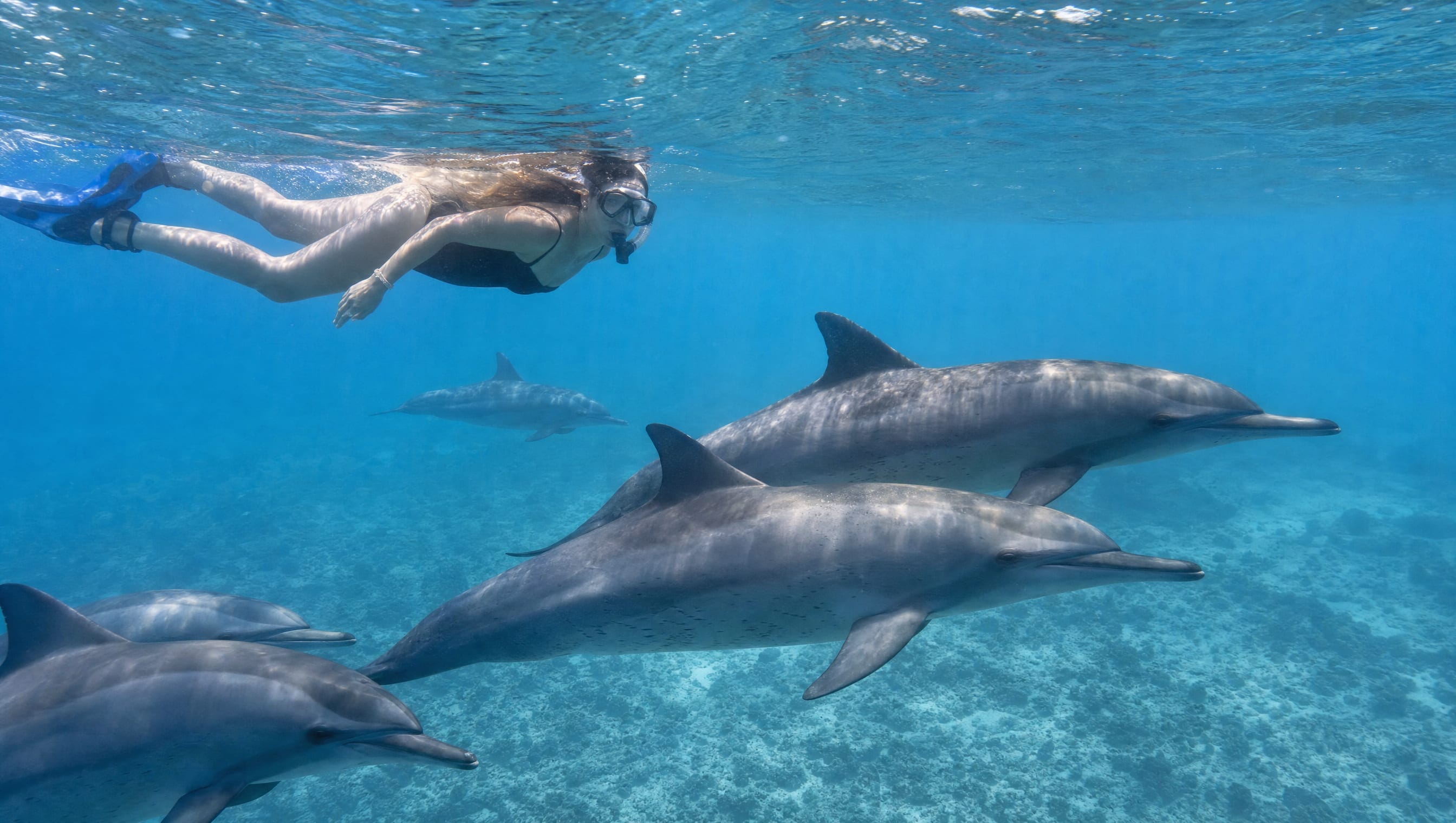 Kizimkazi Dolphin Tour