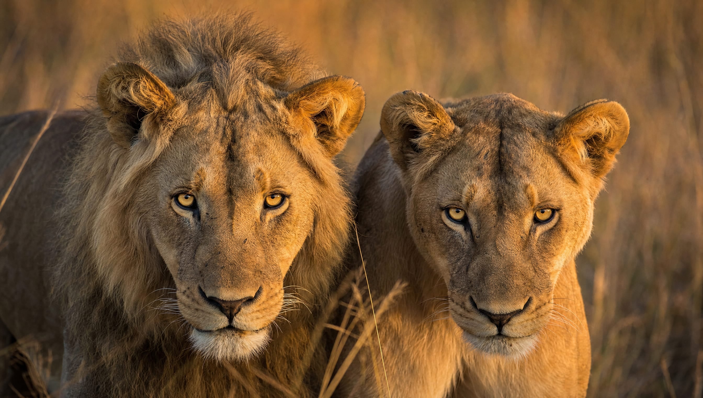 10 Days Southern Circuit Safari 2